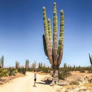 Una persona si trova su una strada sterrata, guardando un cactus gigante in un paesaggio desertico sotto un cielo azzurro.