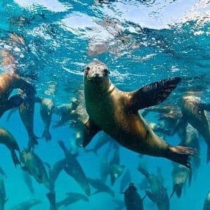 Un grande gruppo di leoni marini nuota insieme sott'acqua in acque limpide e blu, con uno in primo piano che guarda la macchina fotografica.