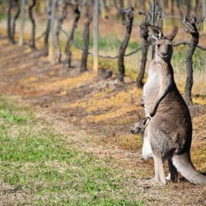 Une mère kangourou et son petit, la tête dépassant de sa poche, se tiennent dans un champ herbeux, près d'une rangée de vignes nues.