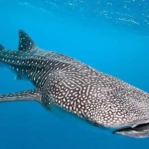 Un grande squalo balena con macchie bianche nuota appena sotto la superficie del limpido oceano blu.