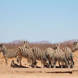 Eine Herde Zebras trinkt an einem Wasserloch, während eine große Giraffe in einer trockenen Savanne in der Nähe steht.