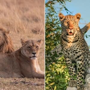 Ein geteiltes Bild, das links einen Löwen und eine Löwin im Gras und rechts einen Leoparden auf einem Baum zeigt.