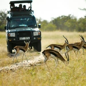 Eine WeRoad-Gruppenreise beobachtet eine Gazellenherde aus einem Safari-Jeep auf einer Schotterpiste in der Savanne.