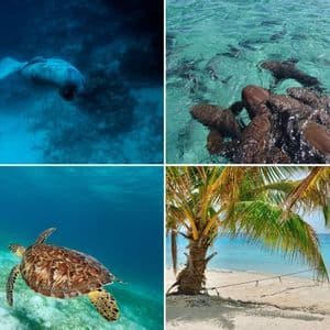 Eine vierteilige Collage mit einer Seekuh, Ammenhaien, einer Meeresschildkröte und einem Boot an einem tropischen Strand.