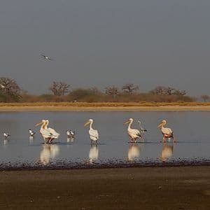 Pelikane und andere Wasservögel waten in einer seichten Lagune, mit Baobab-Bäumen am gegenüberliegenden Ufer.