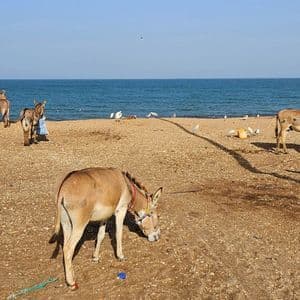 Eine Gruppe Esel und weißer Vögel steht an einem Kiesstrand neben dem ruhigen blauen Meer.