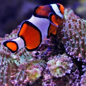 Un primer plano de un pez payaso naranja y blanco nadando sobre una anémona de mar texturizada de color púrpura y verde.