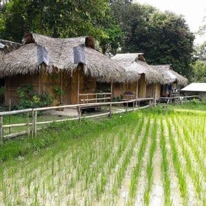 Une rangée de cabanes en bambou aux toits de chaume se dresse à côté d'un champ de riz vert avec une forêt en arrière-plan.
