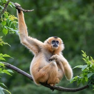 Un gibón de pelaje claro con cara negra se sienta en una rama de árbol, sosteniendo otra rama con un brazo levantado.