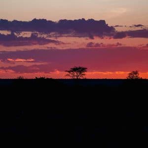 Una palma e altri alberi sono stagliati contro un tramonto vibrante con nuvole viola e rosse.