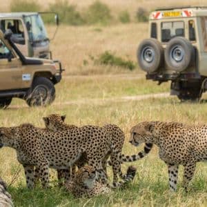 Una coalizione di ghepardi riposa nell'erba alta di una savana mentre le jeep safari di un viaggio di gruppo WeRoad osservano dallo sfondo.