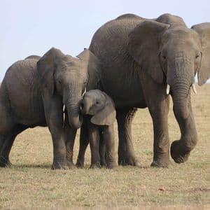 Due elefanti adulti e un elefantino stanno vicini in una savana erbosa.