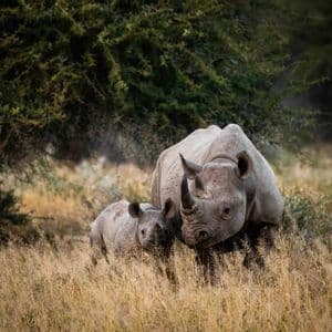Un grande rinoceronte nero adulto sta accanto al suo piccolo cucciolo in un campo di erba alta e secca.