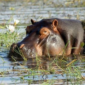Un grande ippopotamo riposa in uno specchio d'acqua poco profondo, circondato da alte canne verdi e fiori bianchi.