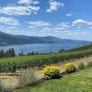 Un vignoble sur une colline, avec vue sur un grand lac et des montagnes lointaines, sous un ciel bleu et nuageux.