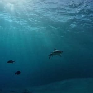 An underwater view of a shark and two smaller fish swimming in blue water with sunlight filtering from the surface.