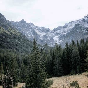 Une forêt dense de pins sur une pente herbeuse avec des montagnes rocheuses enneigées en arrière-plan sous un ciel nuageux.