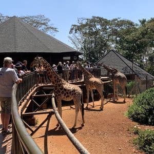 Un gruppo WeRoad osserva tre giraffe da una piattaforma in legno elevata in un santuario in una giornata di sole.