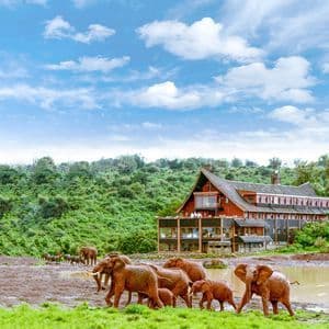 A herd of elephants, including calves, walks on a muddy bank beside a watering hole in front of a large lodge.