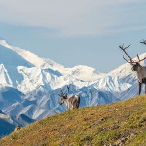 Due caribù con grandi palchi si ergono su un fianco di collina erboso con una catena montuosa innevata sullo sfondo.