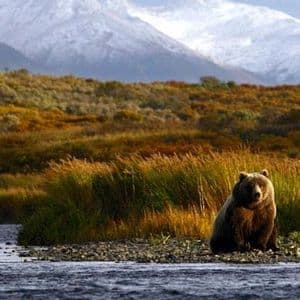 Un orso bruno siede su una sponda del fiume con un paesaggio autunnale e montagne innevate sullo sfondo.