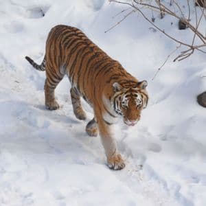 Una grande tigre cammina verso la telecamera attraverso un paesaggio innevato con la lingua leggermente sporgente.