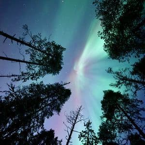 Vista dal basso dell'Aurora Boreale verde e viola che risplende in un cielo stellato sopra pini in silhouette.