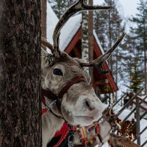 Un primo piano di una renna con l'imbracatura che fa capolino da dietro un tronco d'albero in una foresta innevata.