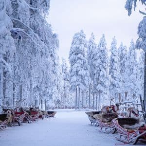 Renne imbrigliate alle slitte sono allineate su un sentiero innevato in una foresta di alti pini coperti di neve.