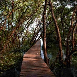 Una passerella di legno si snoda attraverso una fitta foresta di mangrovie, con tronchi d'albero nodosi e radici che emergono dall'acqua scura.