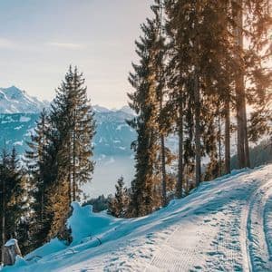 Ein schneebedeckter Pfad schlängelt sich durch einen Kiefernwald an einem Berghang, mit schneebedeckten Gipfeln im Hintergrund unter einer strahlenden Sonne.