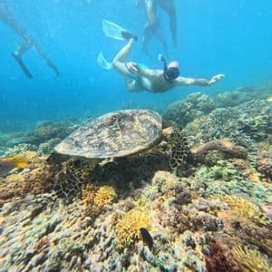Snorkeling with a sea turtle Snorkeler swimming above a sea turtle on a Caribbean reef