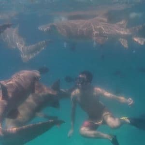 Ein Mann mit Schnorchelmaske und Flossen schwimmt unter Wasser, umgeben von einem Schwarm großer Haie.
