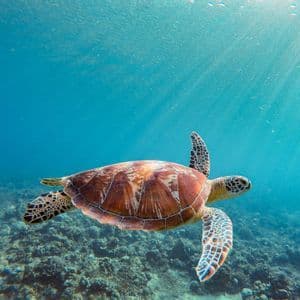 Una grande tartaruga marina nuota con grazia in acque turchesi e cristalline sopra una barriera corallina, con i raggi del sole che filtrano dalla superficie.