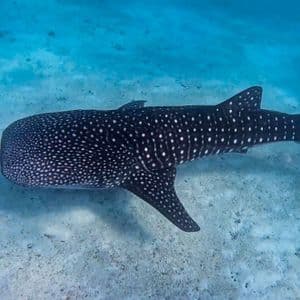 Un grande squalo balena con macchie bianche nuota in acque cristalline blu appena sopra un fondale marino sabbioso.