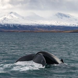 Una pinna caudale di balena si tuffa nell'acqua con montagne innevate sullo sfondo.