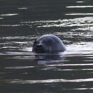 Un phoque gris foncé sort la tête de l'eau sombre et agitée, ses vibrisses bien visibles.