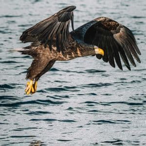 Ein Seeadler fliegt mit ausgebreiteten Flügeln tief über gekräuseltem Wasser, seine gelben Fänge ragen knapp über die Oberfläche.