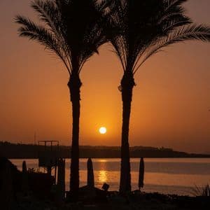 Zwei Palmen vor einem orangefarbenen Sonnenaufgang über ruhigem Meer an einem Küstenstrand.