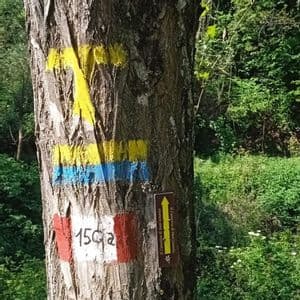 Segnavia dipinti e un cartello direzionale per 'Il Cammino di Sant'Antonio' su un tronco d'albero in una foresta.