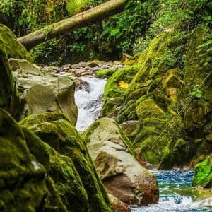 Agua cristalina fluye a través de rocas cubiertas de musgo y troncos caídos dentro de un frondoso y verde bosque tropical.