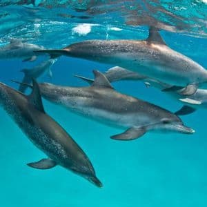 Un gruppo di delfini maculati dell'Atlantico nuotano insieme sott'acqua in chiare e blu acque oceaniche tropicali.