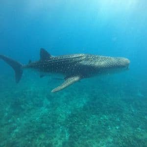 Un grande squalo balena maculato che nuota attraverso le limpide acque blu dell'oceano sopra un fondale marino