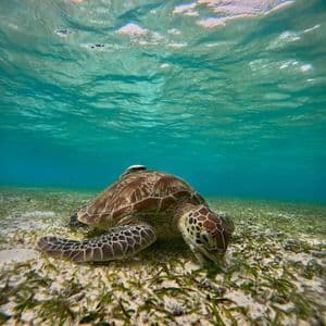 Una tartaruga marina si ciba di posidonia sul fondo sabbioso di limpide acque oceaniche turchesi.