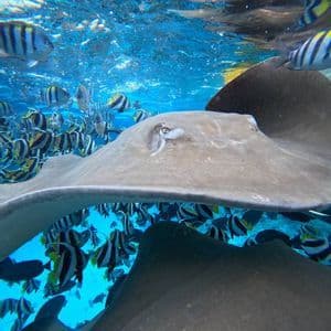 Una grande manta nuota sott'acqua circondata da un banco di pesci tropicali striati nelle limpide acque blu dell'oceano.