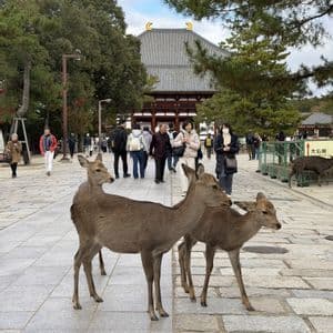 Cervo in piedi su un ampio vialetto di pietra con persone che camminano vicino a una struttura di un tempio tradizionale.