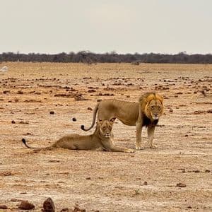 Un leone maschio si trova accanto a una leonessa a riposo su una pianura della savana arida e aperta sotto un cielo nuvoloso.