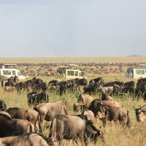 Safari vehicles watching a large herd of wildebeests migrating across a wide grassy savanna plain.
