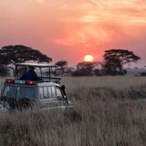 A safari vehicle drives through tall savannah grass facing a glowing orange sunrise with acacia trees.