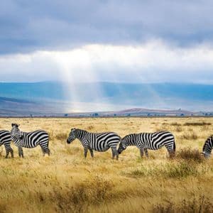 Zebras grazing in a dry grassy field under dramatic sunbeams breaking through cloudy skies with distant mountains.